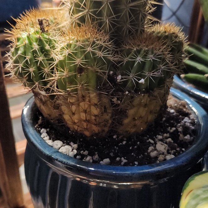 Photo of the plant species Trichocereus grandiflorus Hybrid by @FreeFraserfir named Sanders on Greg, the plant care app