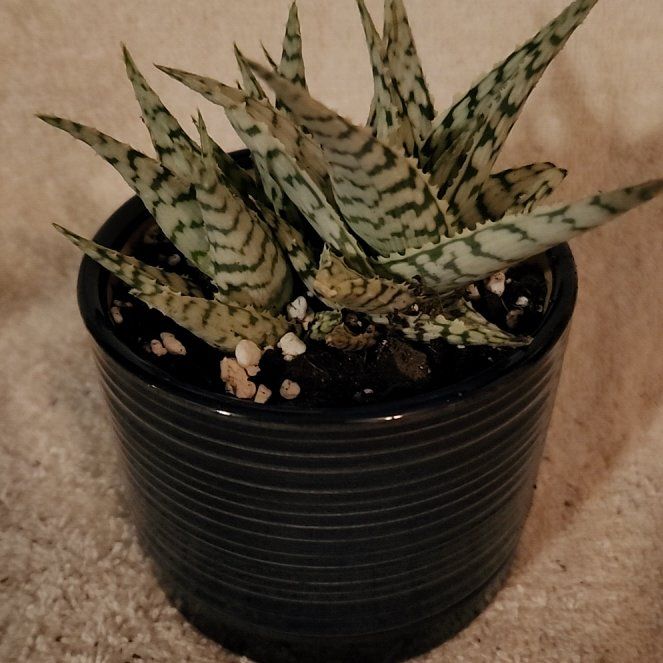 Photo of the plant species Aloe 'Blizzard' by @FreeFraserfir named Sven 🦌❄️ on Greg, the plant care app