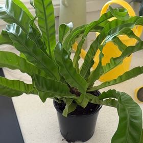 Photo of the plant species Osaka Fern by @HappyHappyleaf named Maya on Greg, the plant care app