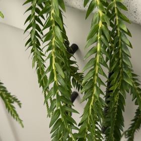 Photo of the plant species Long Layered Tassel Fern by @HappyHappyleaf named Achilles on Greg, the plant care app