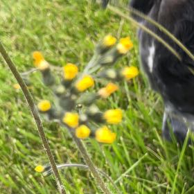 Photo of the plant species Common Gorse by @WillChickenlips named Bigleef Smalls on Greg, the plant care app