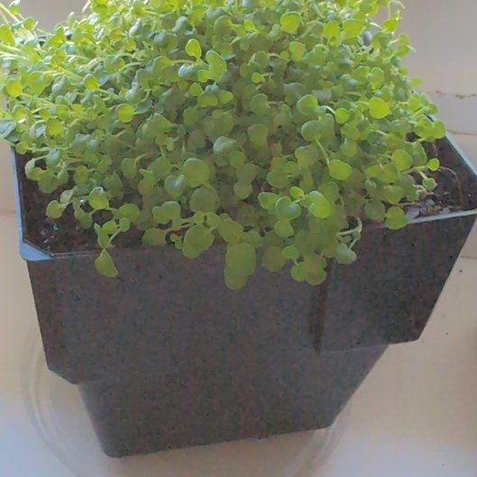 Photo of the plant species Corsican Mint by @ShinyBluebill named Hemingway on Greg, the plant care app
