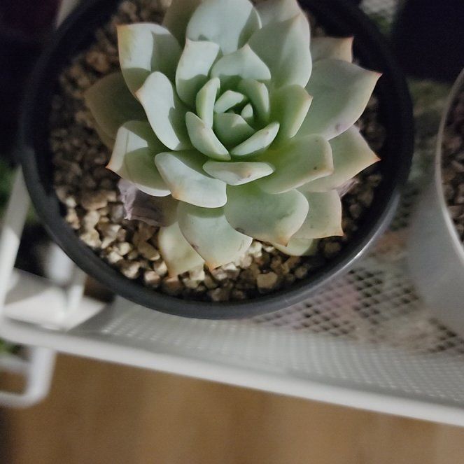 Photo of the plant species Haworthia cooperi var. obtusa by @VigilantAlmond named Sahara on Greg, the plant care app