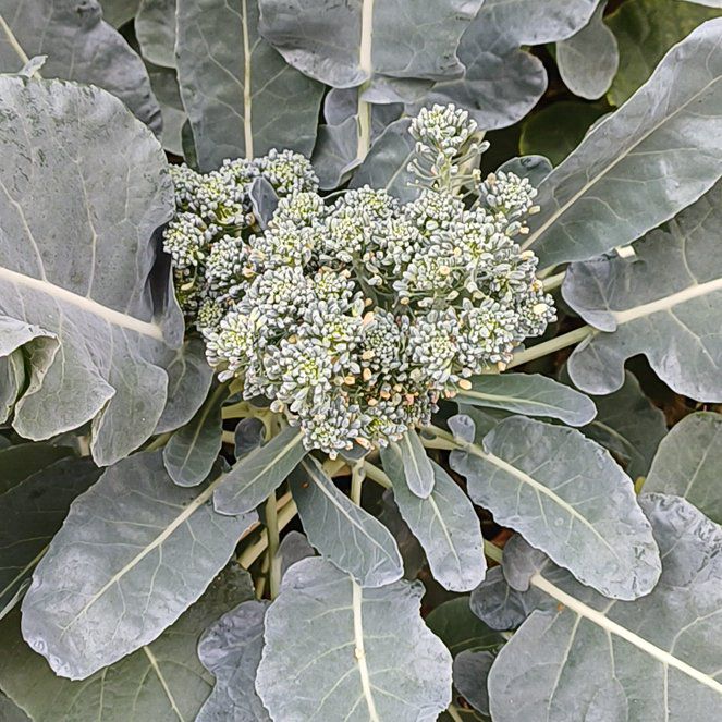 Photo of the plant species Puka by @HealthyMangeao named Maya on Greg, the plant care app