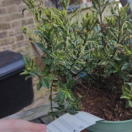 Photo of the plant species Veronica 'Emerald Green' by @LegitWakerobin named McKinley on Greg, the plant care app