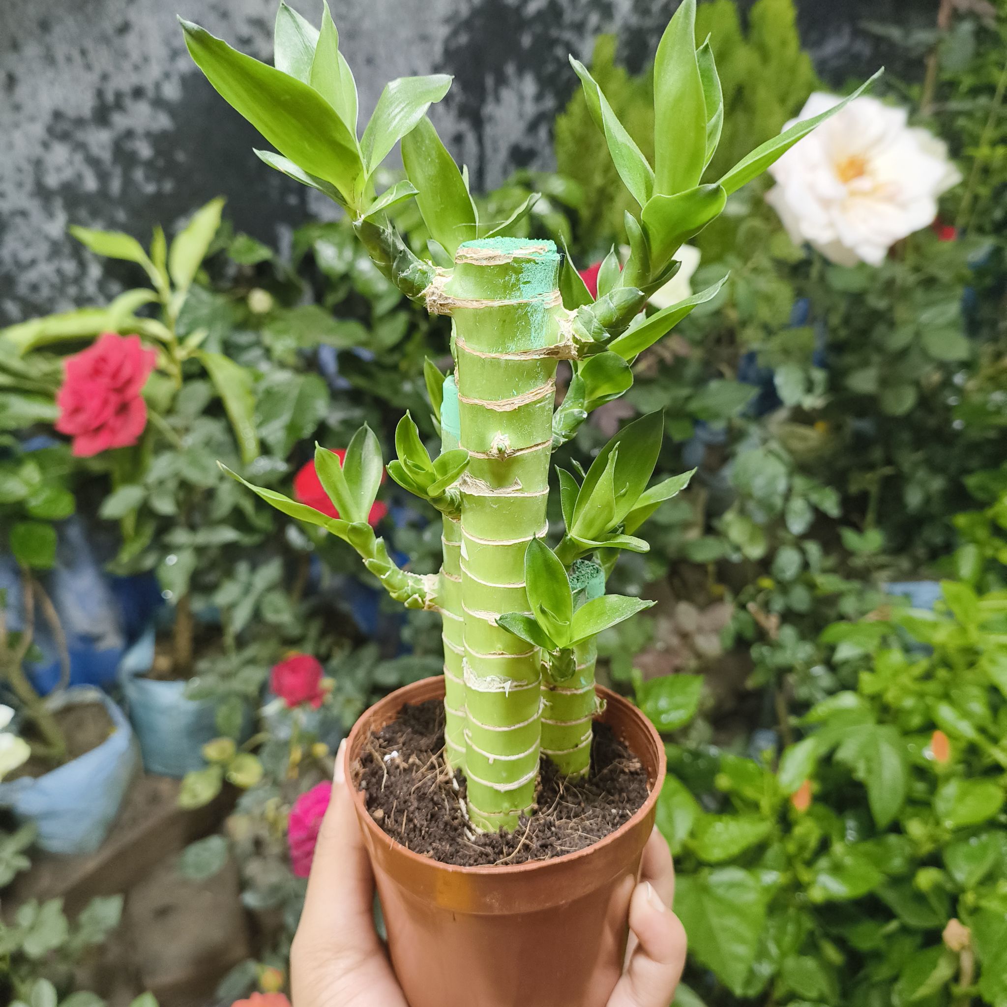 Photo of the plant species Dracaena Compacta by @NeatFanpalm named Pookie on Greg, the plant care app