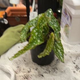 Photo of the plant species Begonia 'Angel My Special Angel' by @BusyAnacahuita named Delilah on Greg, the plant care app