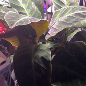 Photo of the plant species Calathea WARSCEWICZII by @BusyAnacahuita named Mando on Greg, the plant care app