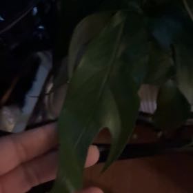 Photo of the plant species Monstera Ginny by @BusyAnacahuita named Zion on Greg, the plant care app