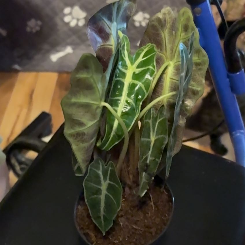 Photo of the plant species Italian Arum by @BlueribbonYuzu named Dax on Greg, the plant care app