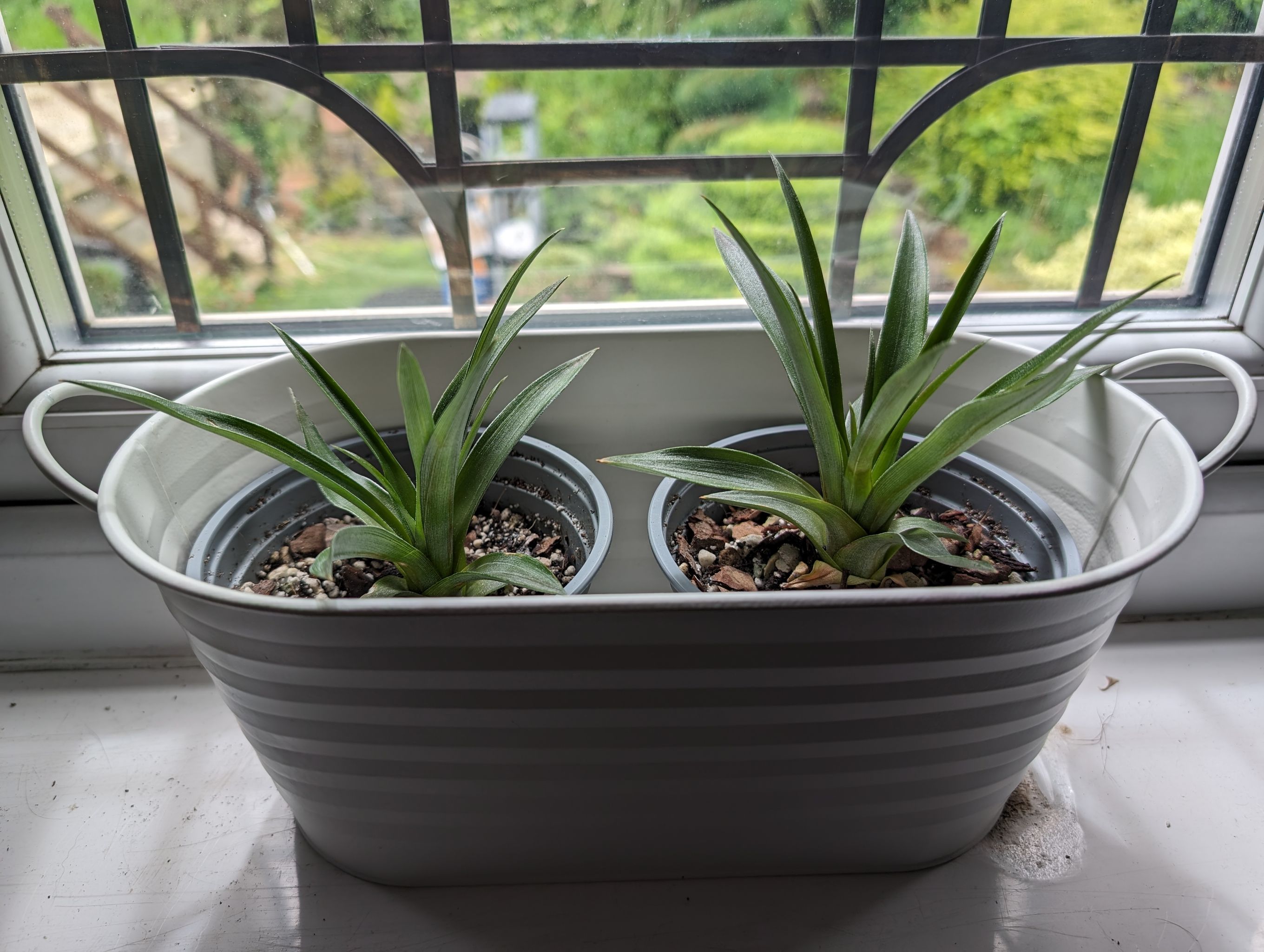 Photo from the post