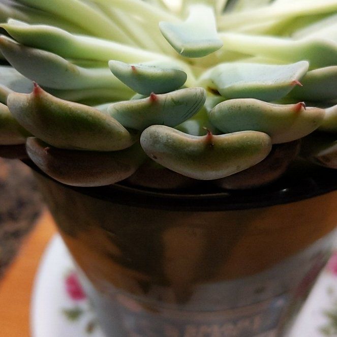 Photo of the plant species Echeveria texensis by @BullishCapeweed named Chickens and hens on Greg, the plant care app