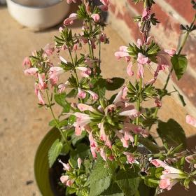 Photo of the plant species Coral Nymph Sage by @ProCynomorium named Pink pearl on Greg, the plant care app