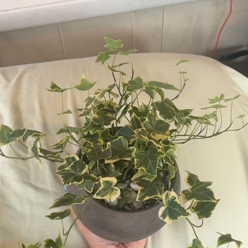 Photo of the plant species Ivy by @swift named Saturn Star on Greg, the plant care app
