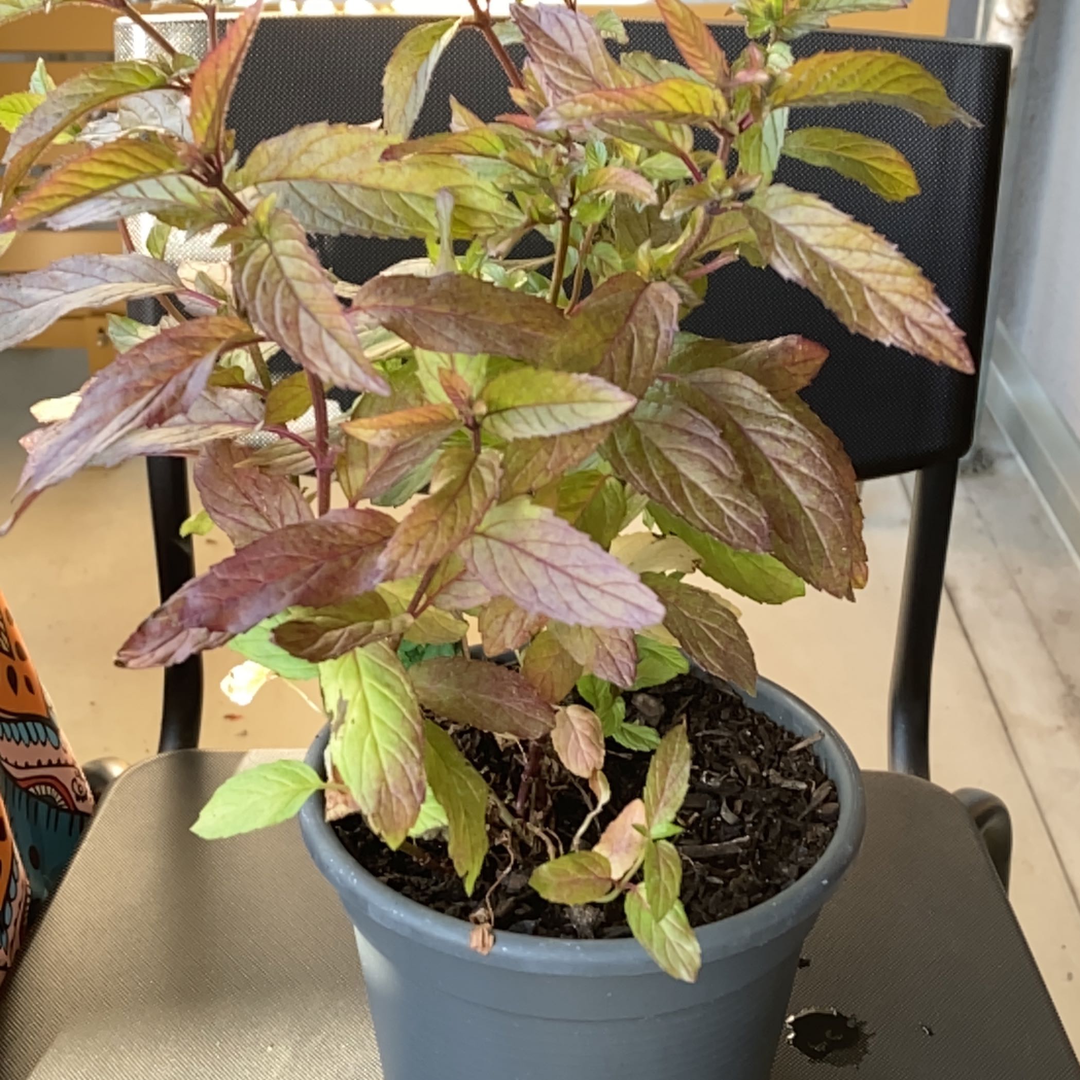 Photo of the plant species Dwarf catnip by @harryhayri named Mance the Mint on Greg, the plant care app