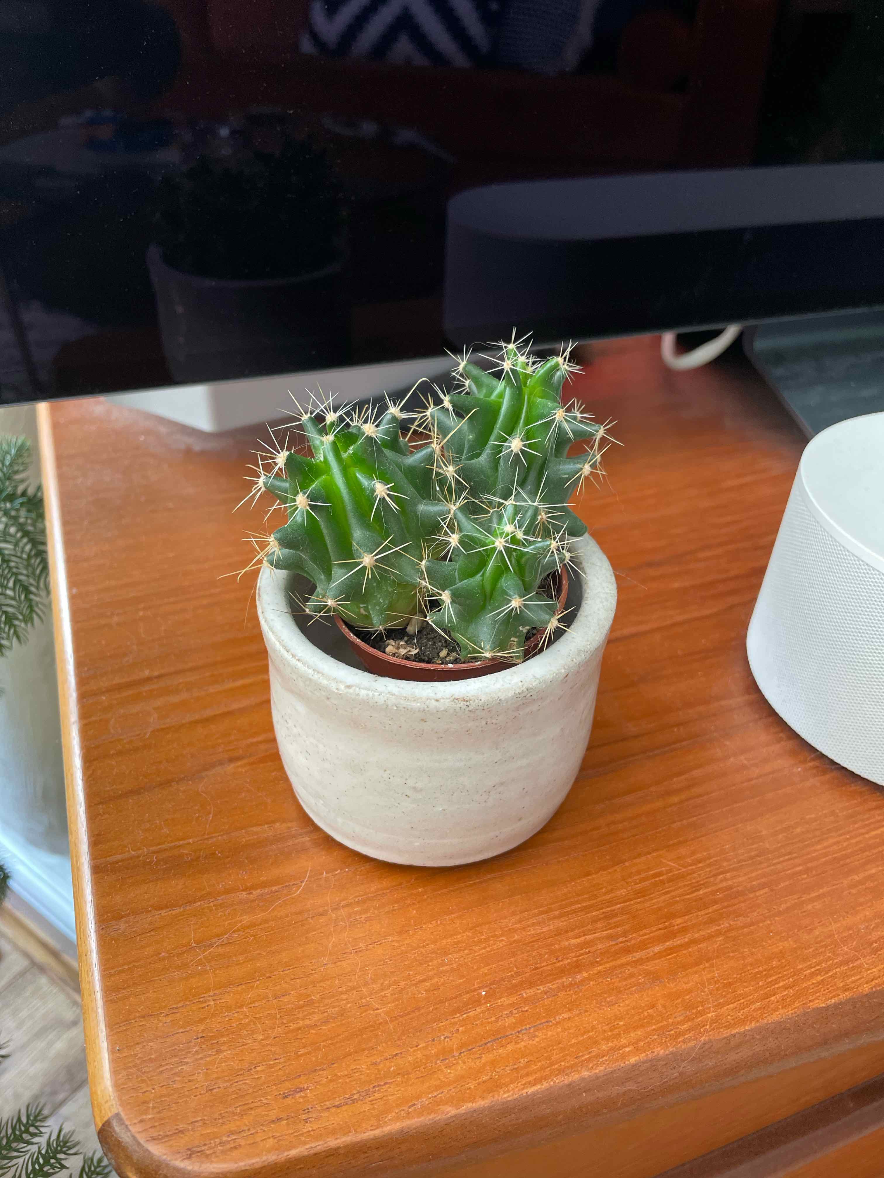 Photo of the plant species Missouri Foxtail Cactus by @LizzieMorgan named Spike on Greg, the plant care app