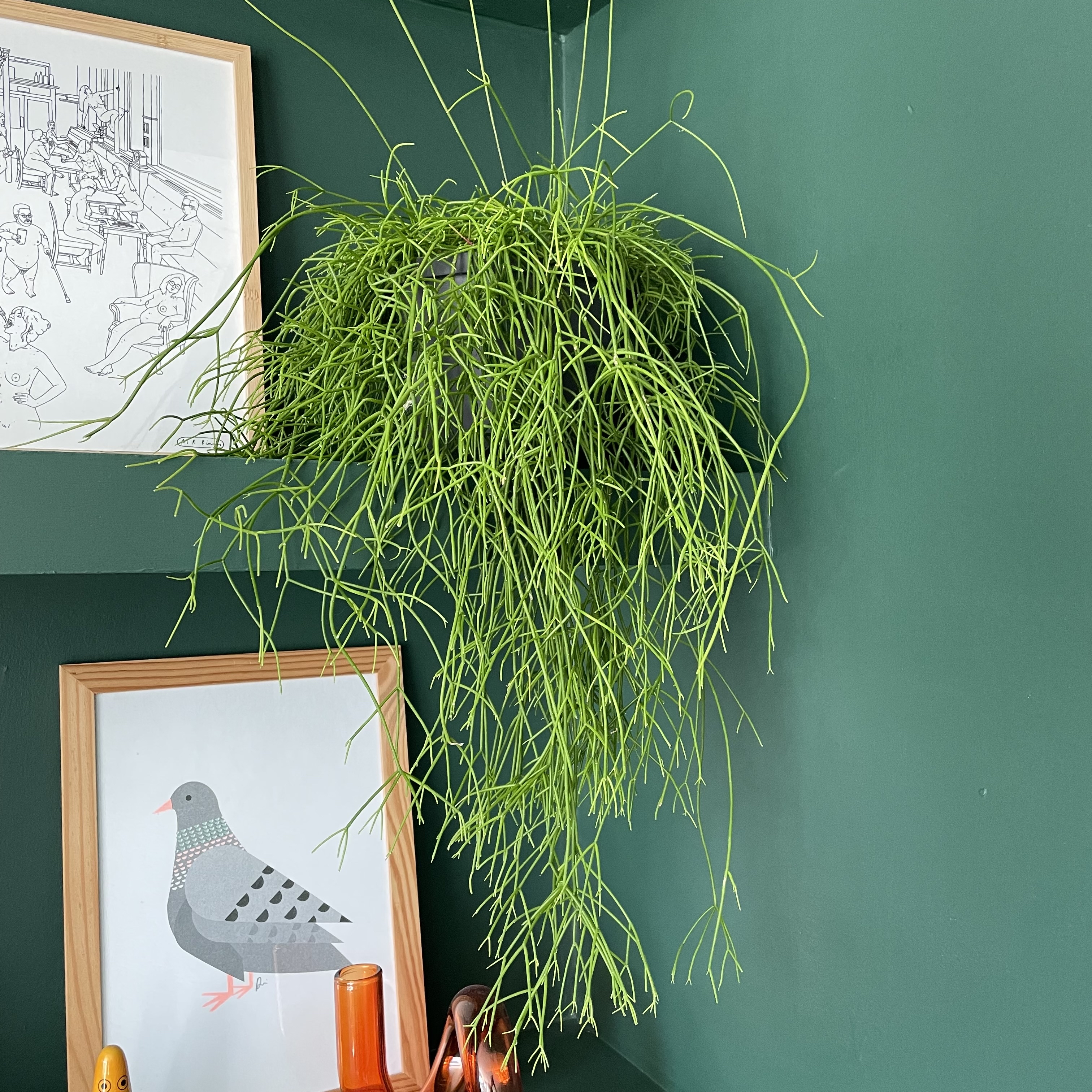 Photo of the plant species Rhipsalis baccifera by @LizzieMorgan named Sam on Greg, the plant care app