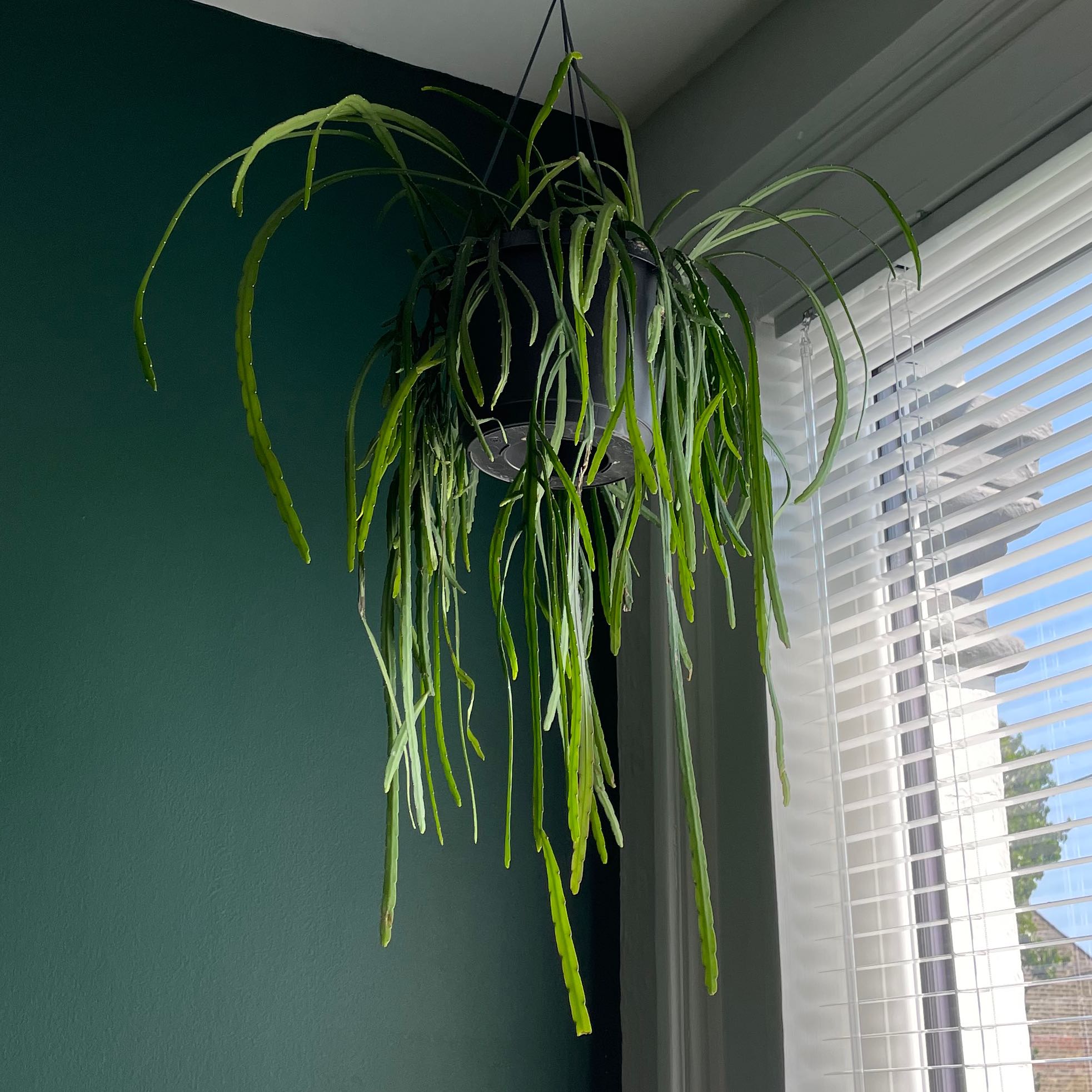 Hanging Lepismium cruciforme plant with long, slender green leaves near a window with blinds.