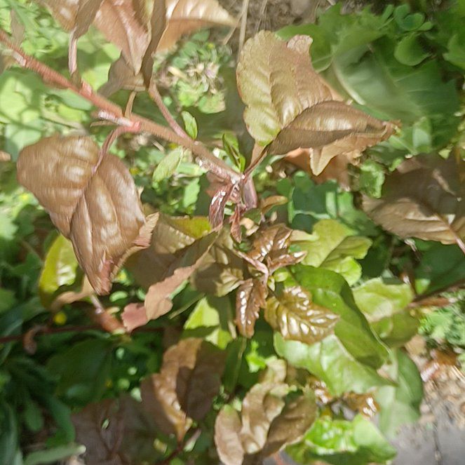 Photo of the plant species Cherry Plum by @GodsendMaitake named Emerson on Greg, the plant care app
