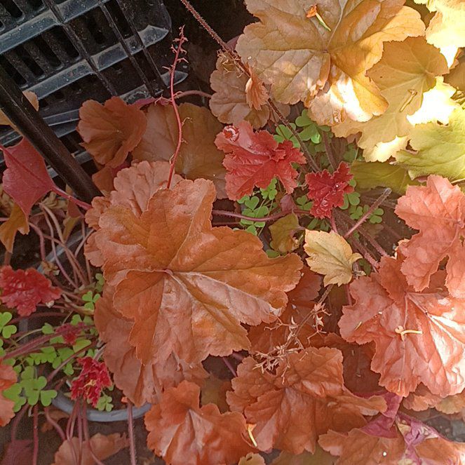 Photo of the plant species Coral Bells by @GodsendMaitake named Fernie Saunders on Greg, the plant care app