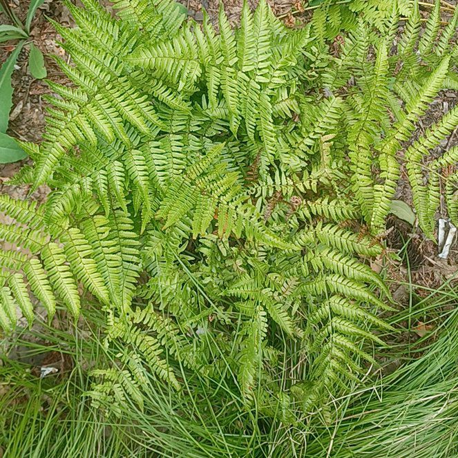 Photo of the plant species Autumn Fern by @GodsendMaitake named Lavender on Greg, the plant care app