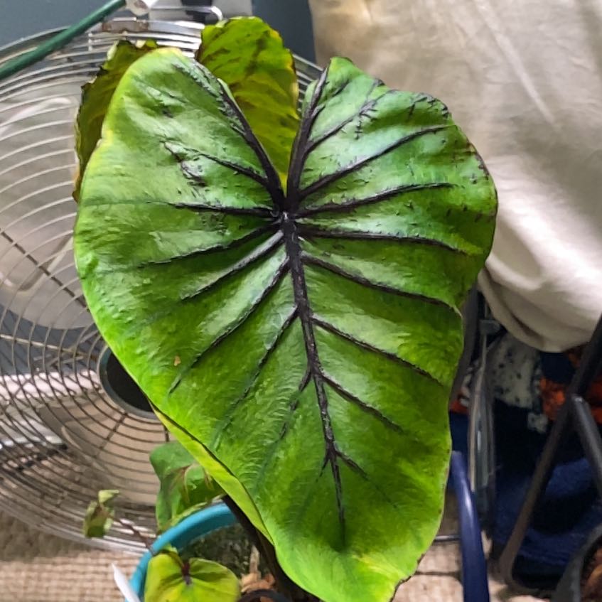 Photo of the plant species Pharaoh's Mask Elephant Ear by @FancyCuplichen named Leonardo on Greg, the plant care app
