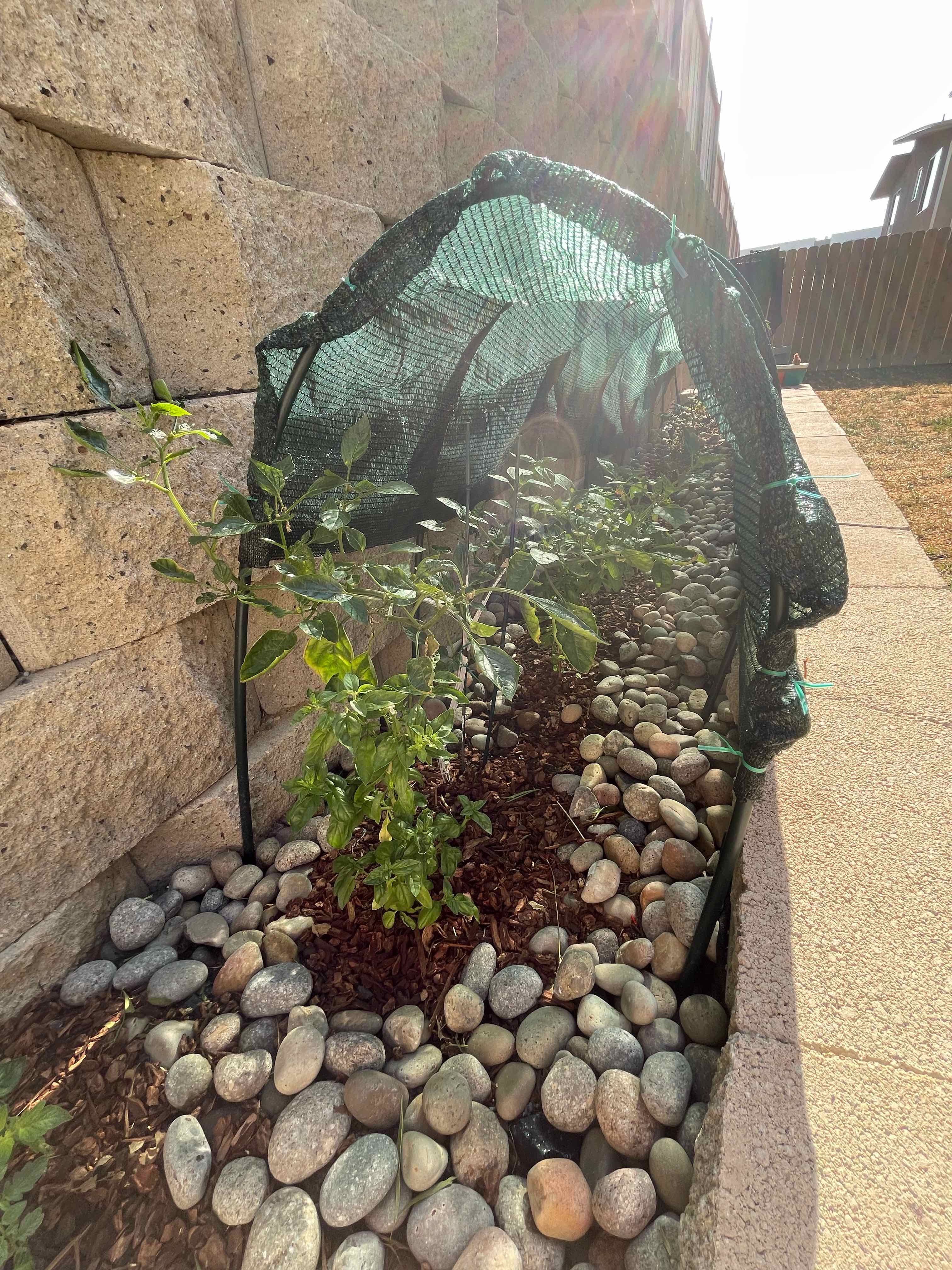 Photo of the plant species Tomatillo by @HerbalScience named Surya on Greg, the plant care app