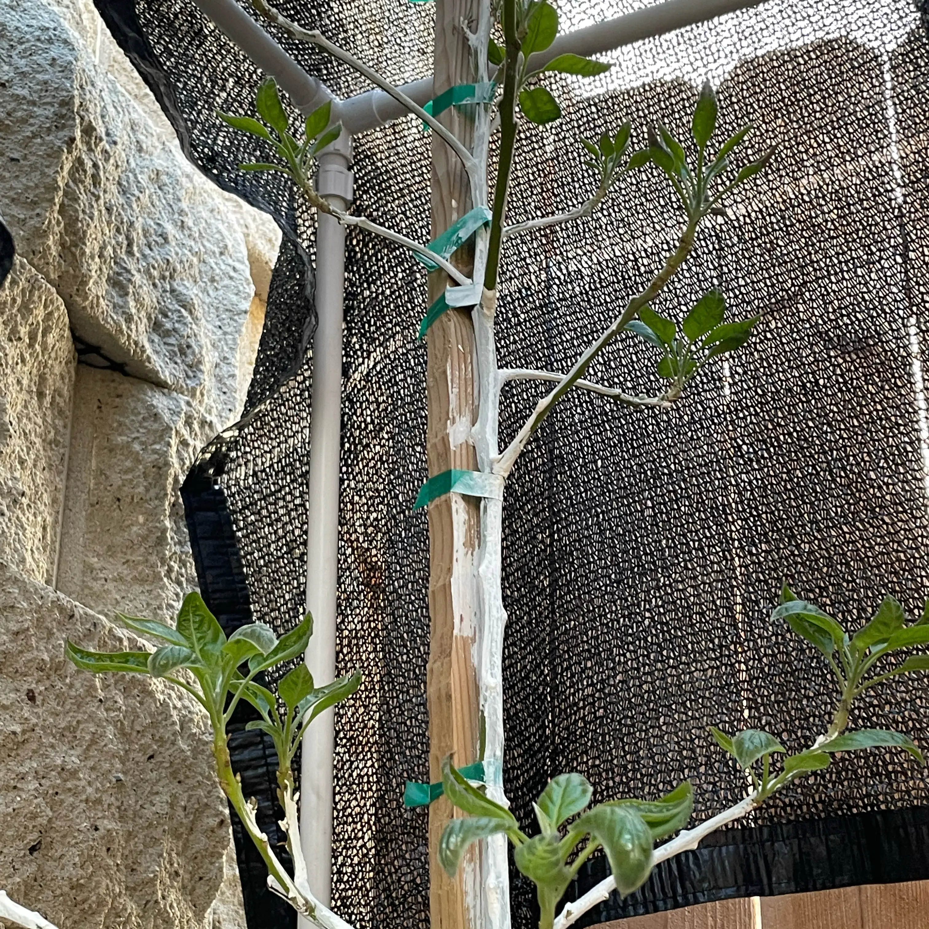 Photo of the plant species Wurtz Avocado by @HerbalScience named Zeus on Greg, the plant care app