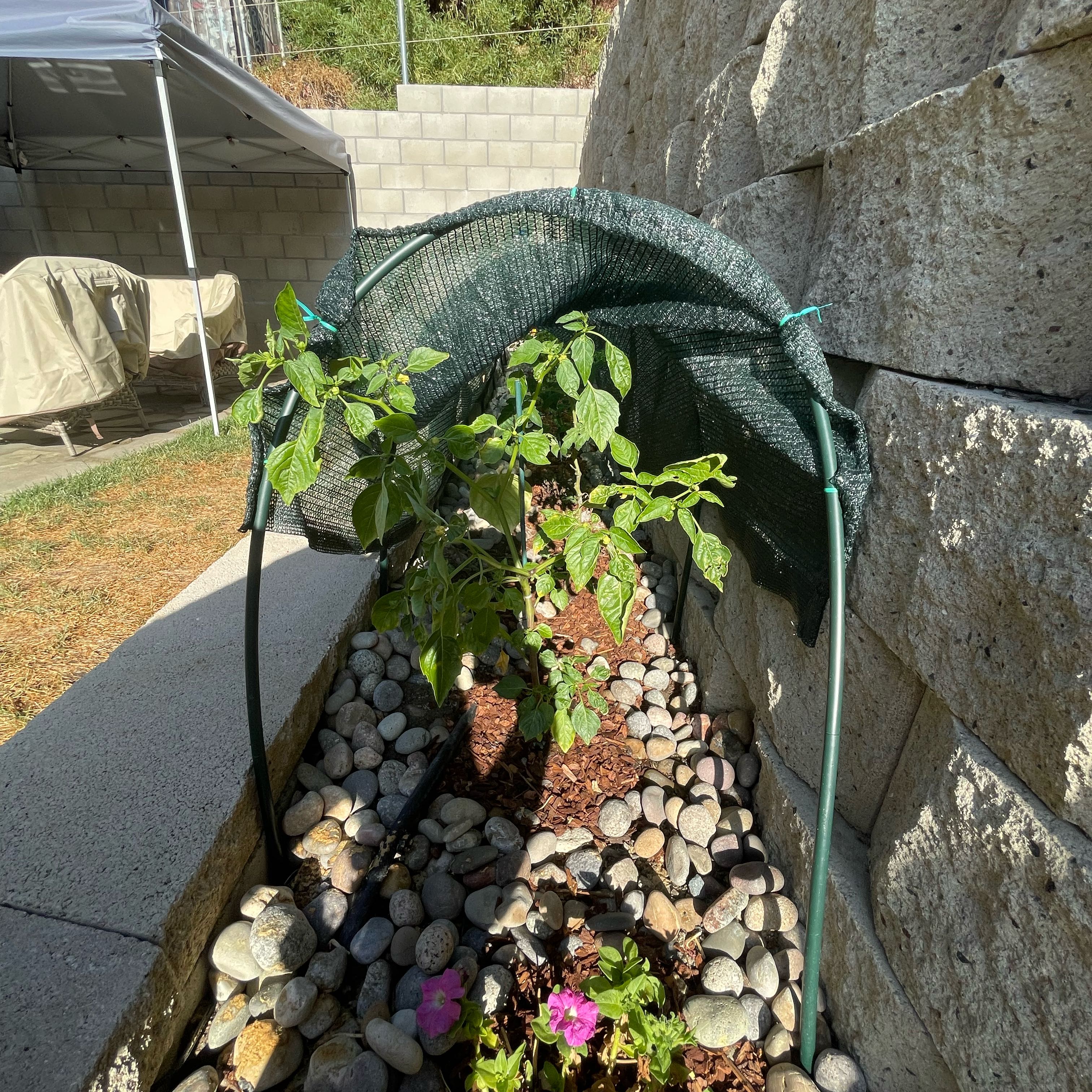 Photo of the plant species Tomatillo by @HerbalScience named Sage on Greg, the plant care app