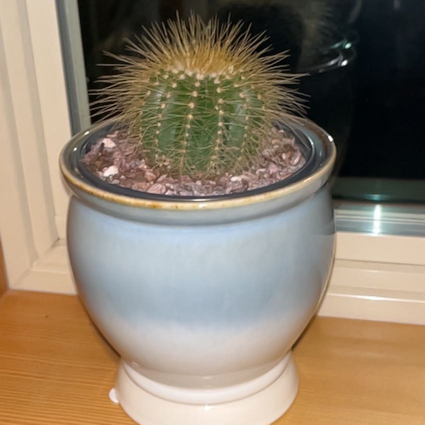 Photo of the plant species Lemon Ball Cactus by @Emilyvsnick named Urchin on Greg, the plant care app