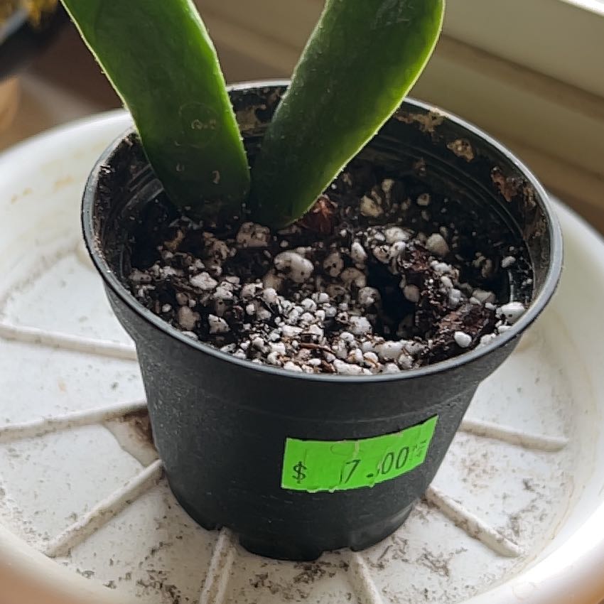Photo of the plant species Hoya parviflora by @Emilyvsnick named LiloStitch on Greg, the plant care app