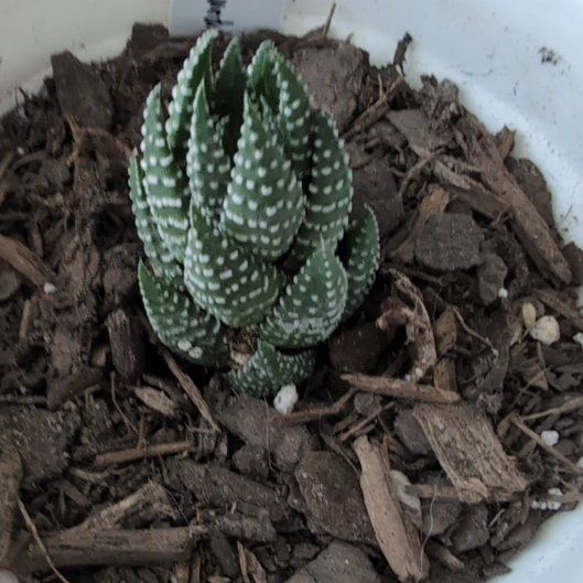 Photo of the plant species Zebra Wart by @ComradeBaybean named Aristotle on Greg, the plant care app