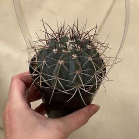 Photo of the plant species Melocactus azureus ferreophilus by @SharpKittenears named Zion on Greg, the plant care app