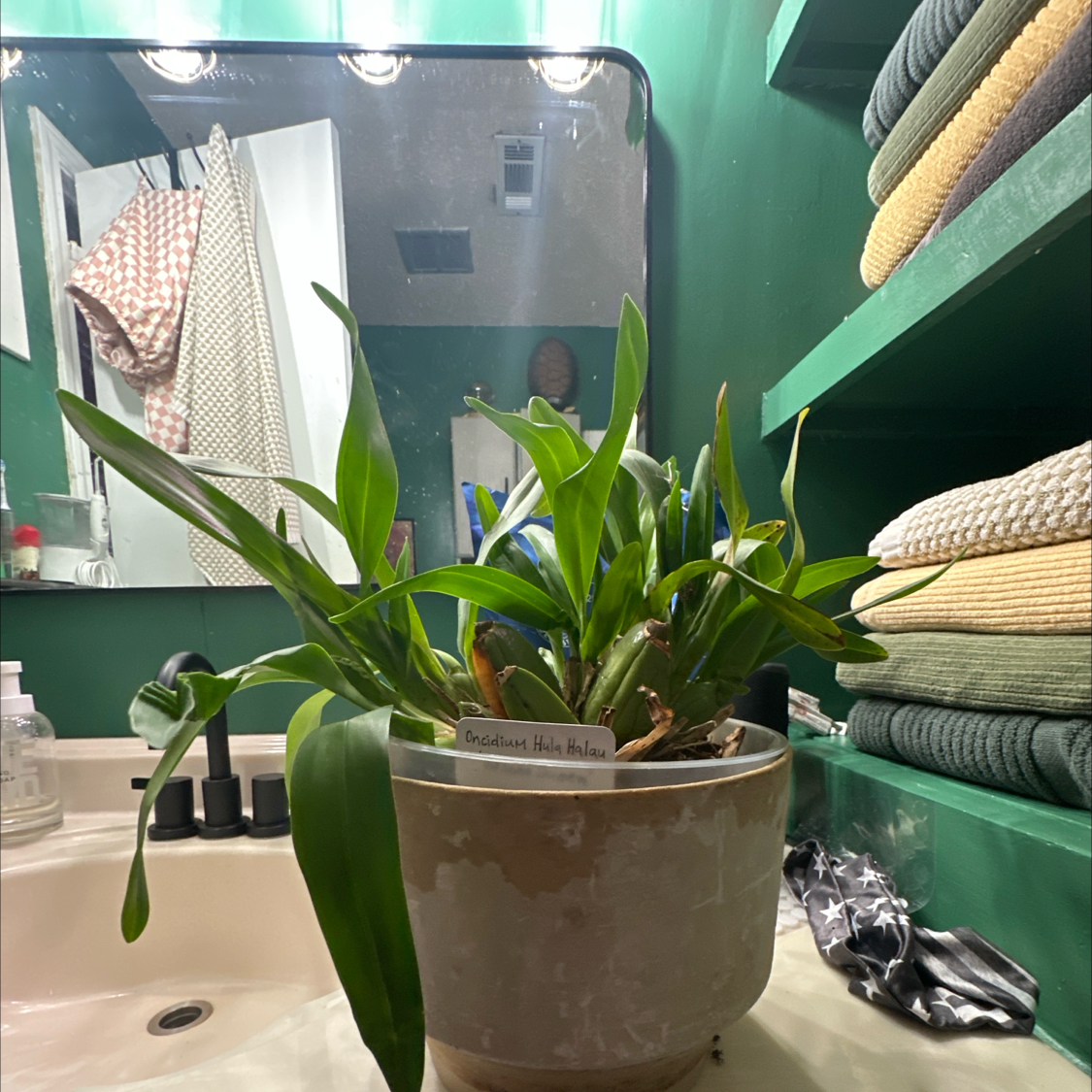 Photo of the plant species Hula Lalau Volcano Queen Orchid by @ToughCantaloupe named Jumba on Greg, the plant care app