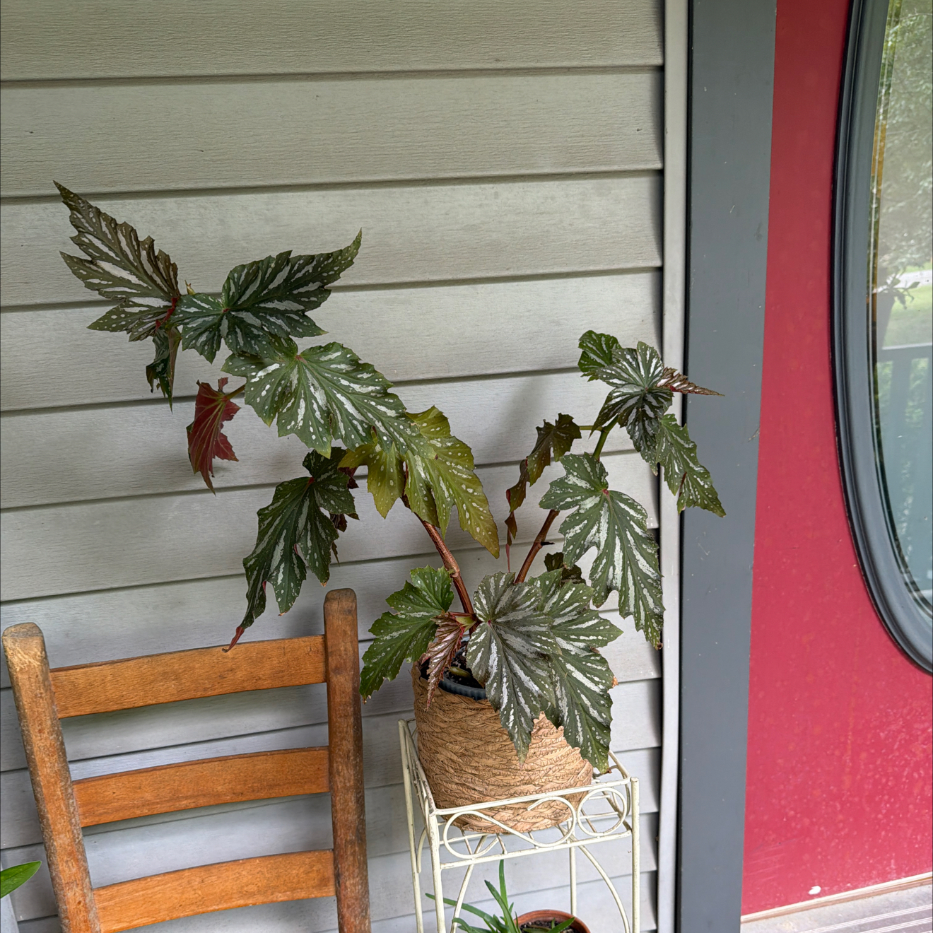 Photo of the plant species Sophia by @ToughCantaloupe named Louie Kardashian on Greg, the plant care app