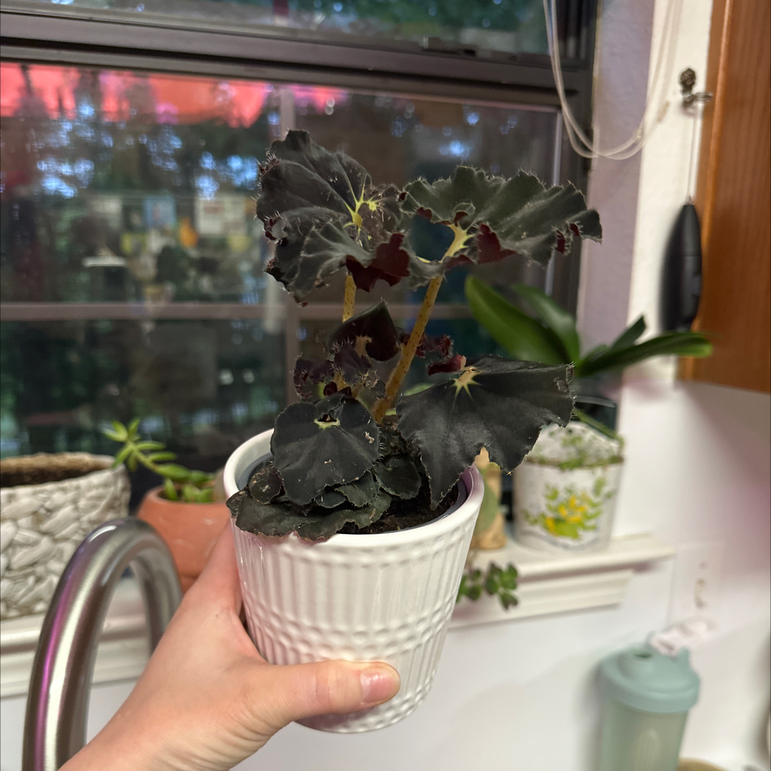Photo of the plant species Begonia 'Black Mamba' by @ToughCantaloupe named Slade Revenger on Greg, the plant care app