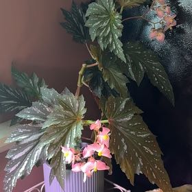 Photo of the plant species Sophia by @ToughCantaloupe named Louie Kardashian on Greg, the plant care app