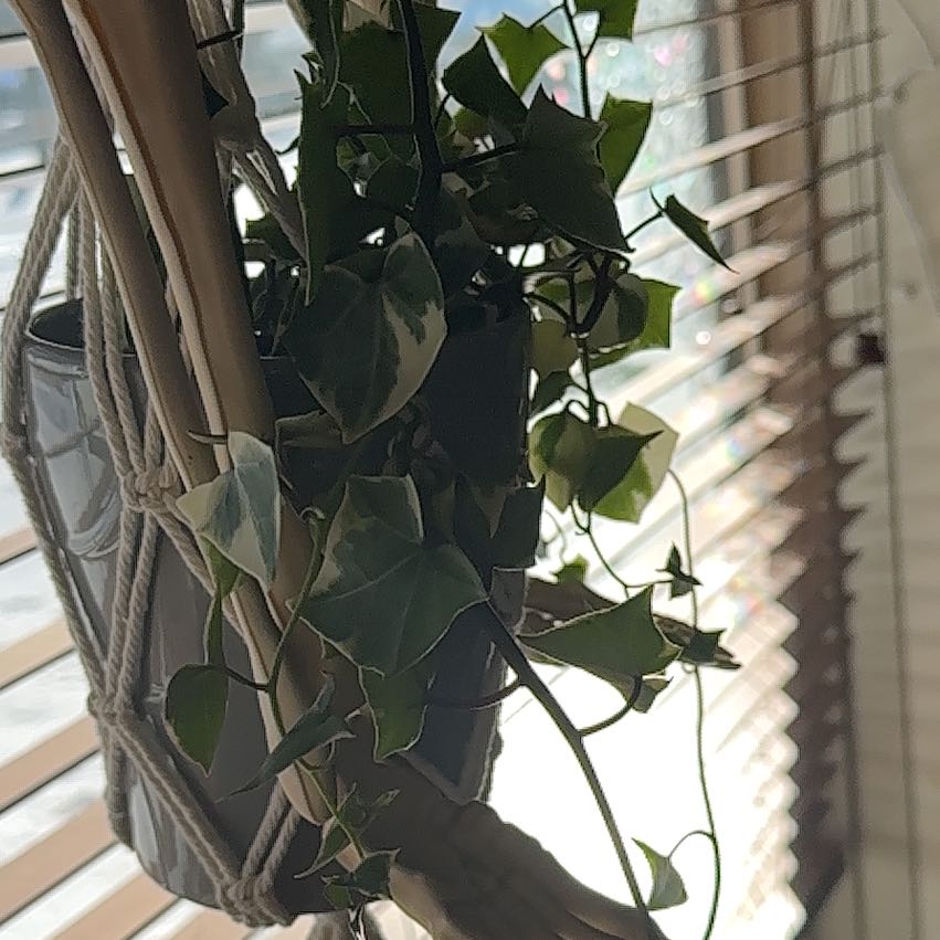 Photo of the plant species Variegated Wax Ivy by @ToughCantaloupe named Anita on Greg, the plant care app
