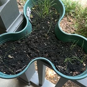 Photo of the plant species Chinese Chives by @ToughCantaloupe named Cho Chi on Greg, the plant care app