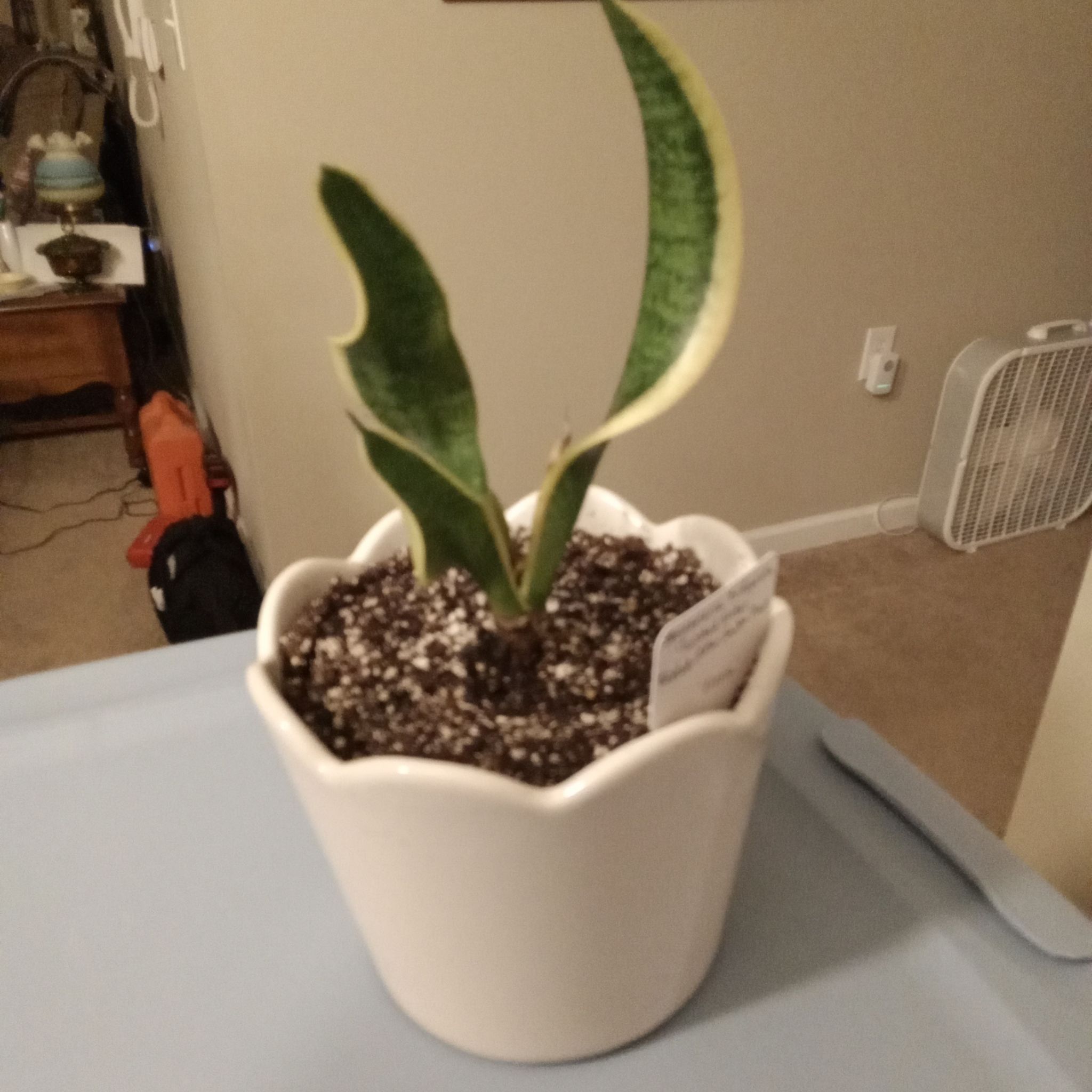Photo of the plant species Twisted Sister Snake Plant by @Shirl named Sissie on Greg, the plant care app