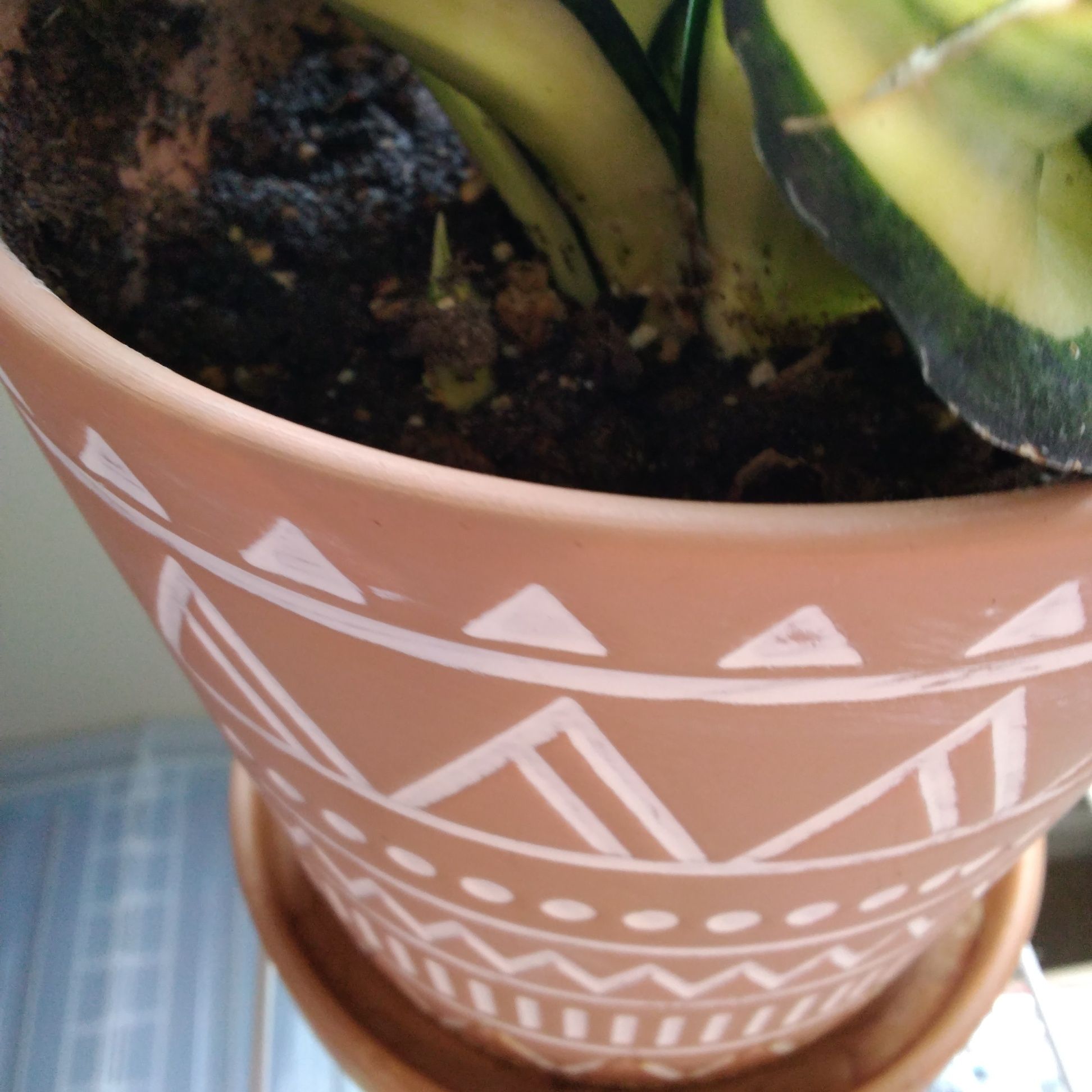 Photo of the plant species Snake Plant 'Golden Wendy' by @Shirl named Wendy on Greg, the plant care app