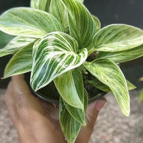Photo of the plant species Philodendron 'White Measure' by @PeerlessBeans named Lebron on Greg, the plant care app