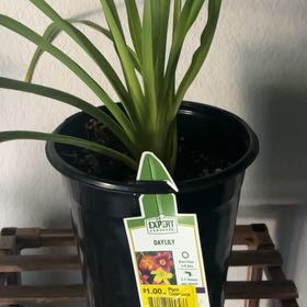 Photo of the plant species Small Daylily by Eva named Lily on Greg, the plant care app