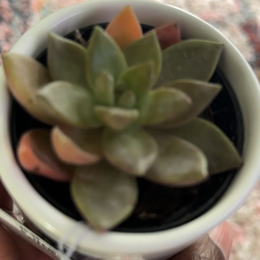 Photo of the plant species dolomite tricolor succulent by @StrappingViolet named Zeus on Greg, the plant care app