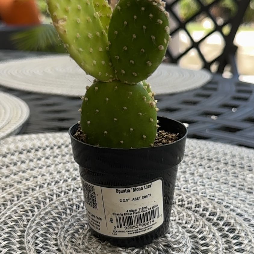 Photo of the plant species Opuntia 'Mona Lisa' by @WelefulPothos named Monita on Greg, the plant care app