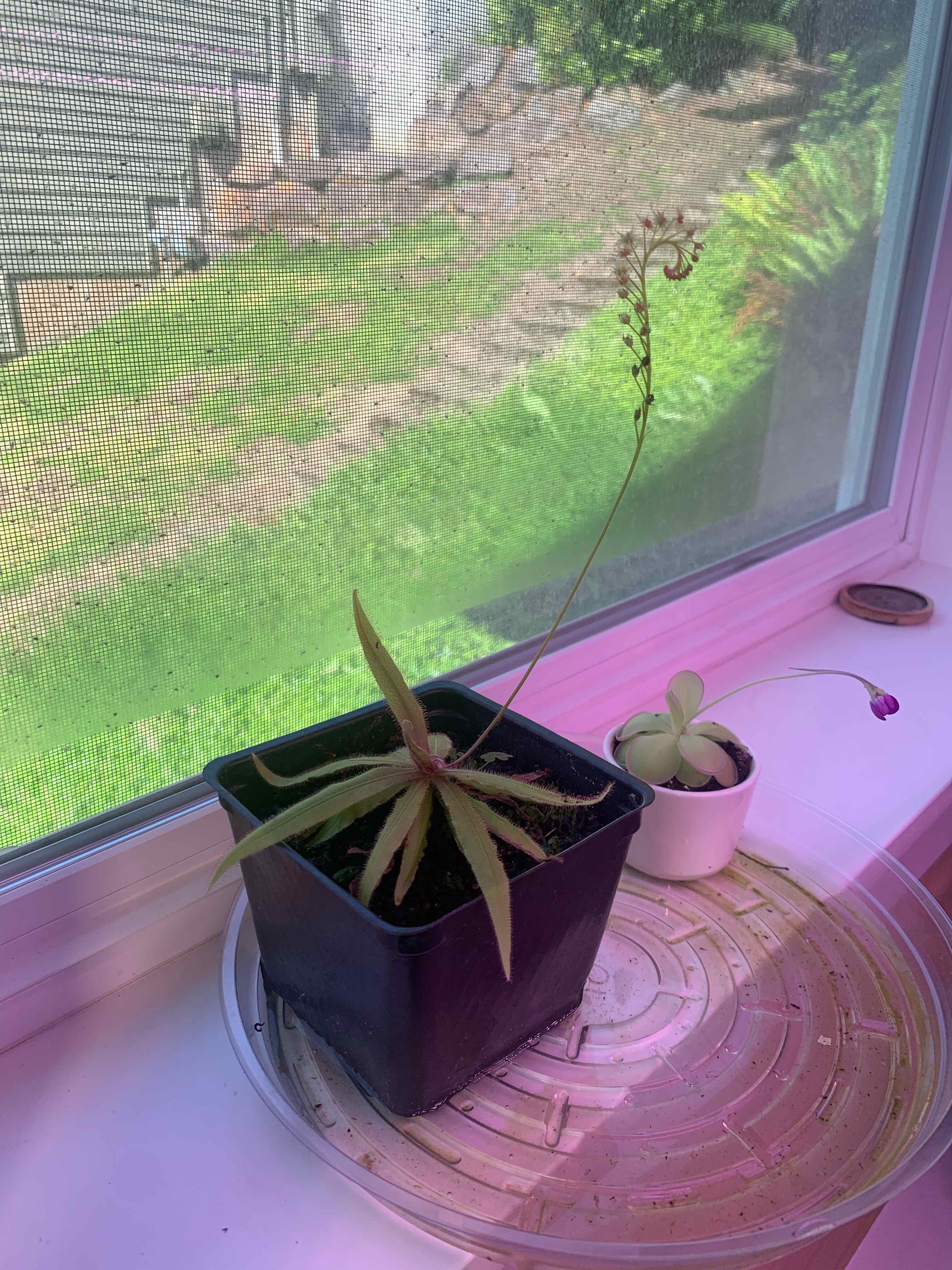 Photo of the plant species Sundew by @Feed_Me_Semor named Mollie on Greg, the plant care app