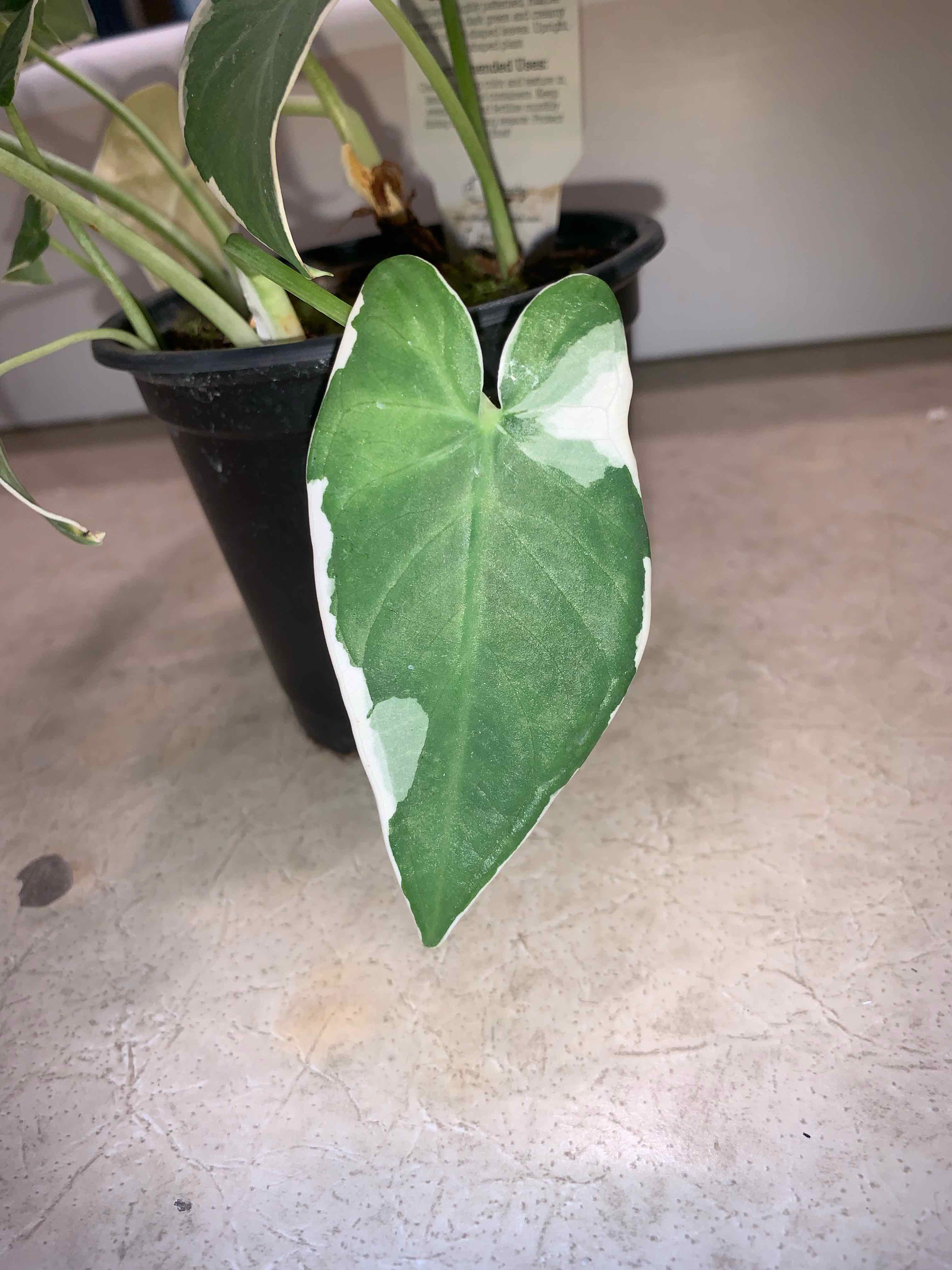 Photo of the plant species Alocasia by @Feed_Me_Semor named Einstein on Greg, the plant care app