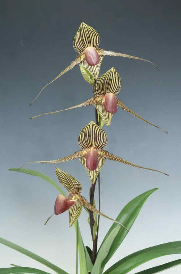 Photo of the plant species Slipper orchid by @Feed_Me_Semor named Paphiopedilum Rothschildianum on Greg, the plant care app
