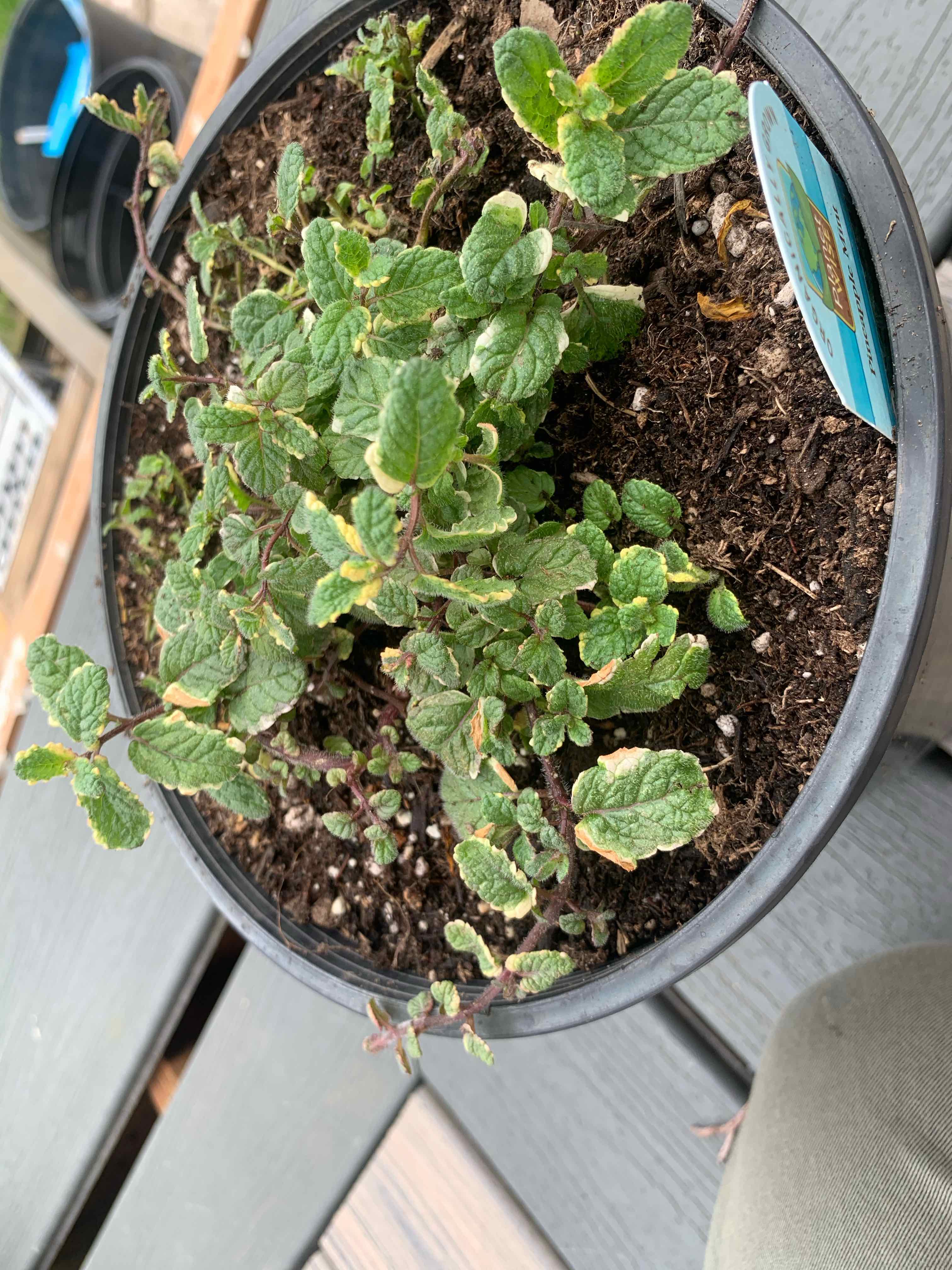 Photo of the plant species Pineapple Mint by @Feed_Me_Semor named Variegated on Greg, the plant care app