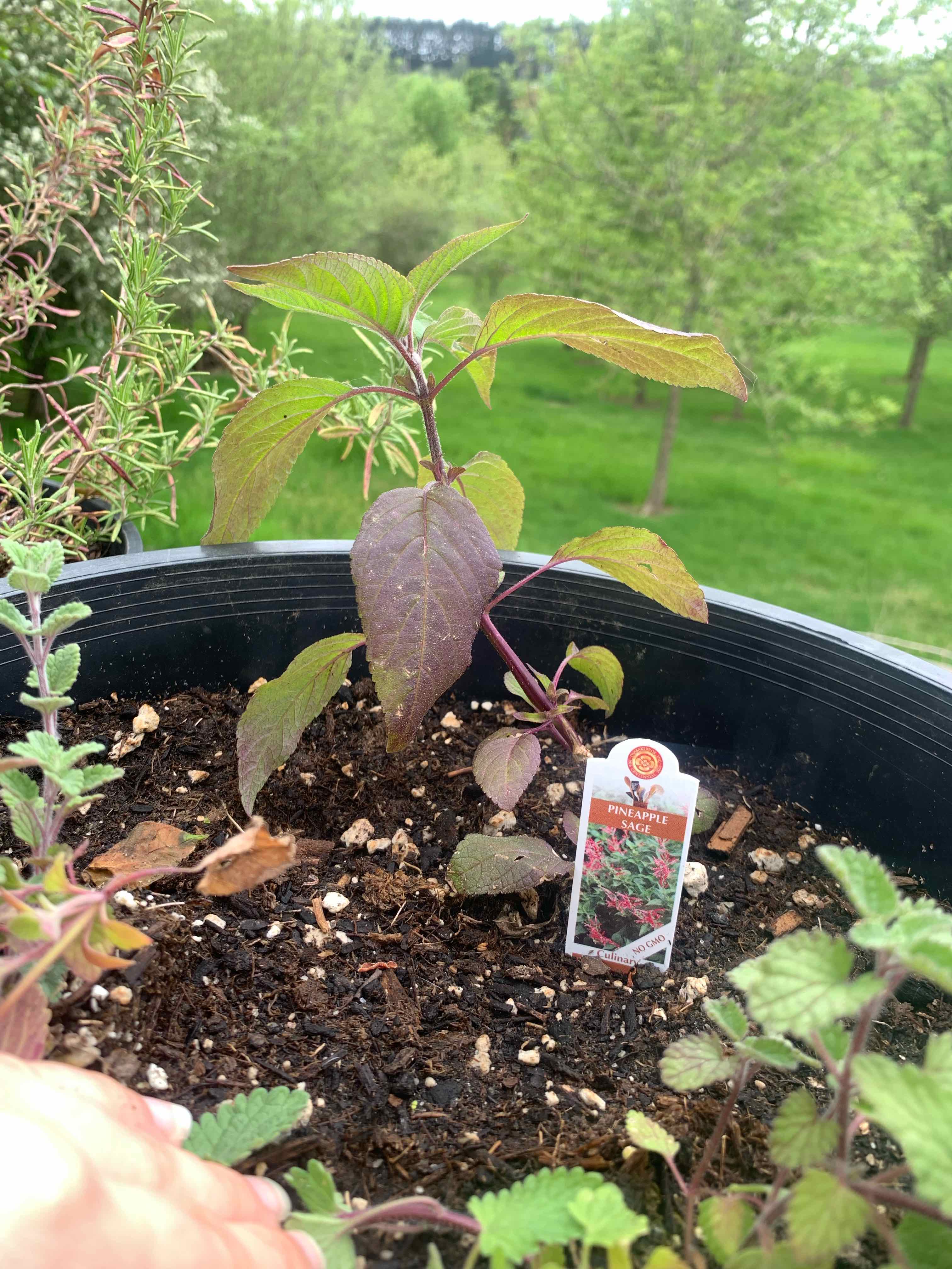 Photo of the plant species Pineapple Sage by @Feed_Me_Semor named Pineapple Sage on Greg, the plant care app